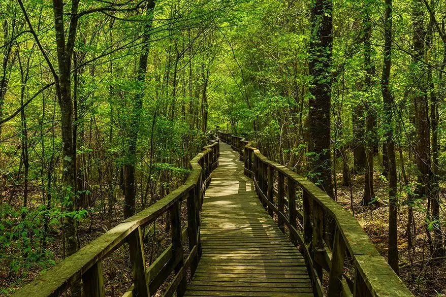 Boardwalk Trail in Congaree National Park in spring