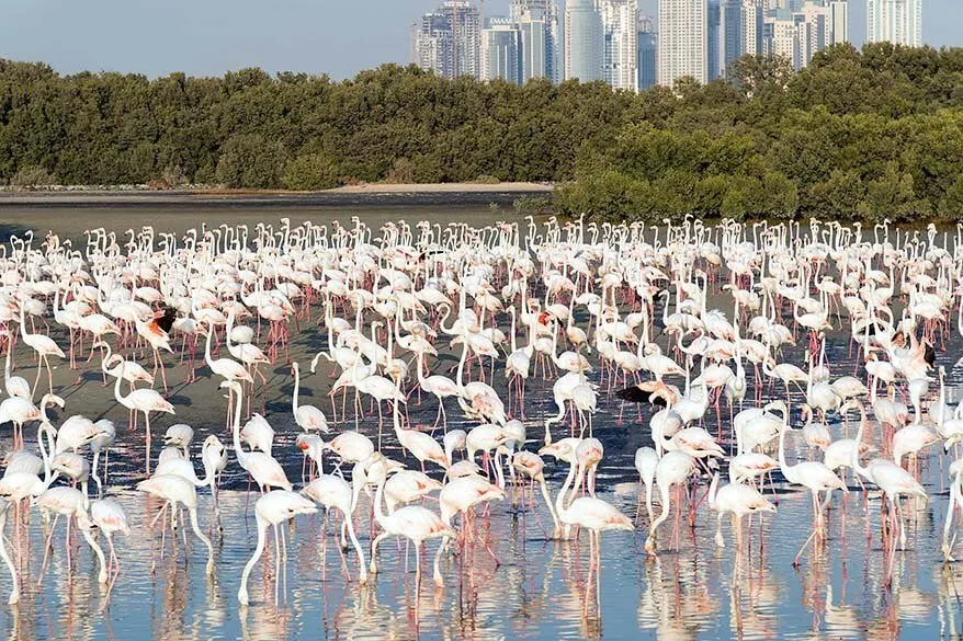 Free things to do in Dubai - flamingos at Ras Al Khor Wildlife Sanctuary