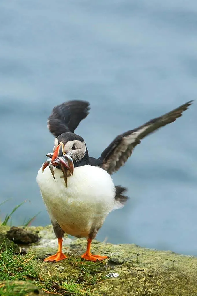 Iceland tours to see puffins