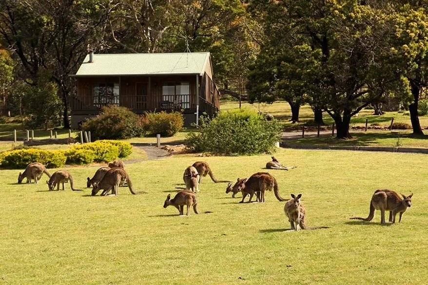 Canguros en nuestro alojamiento en los Montes Grampianos, Australia