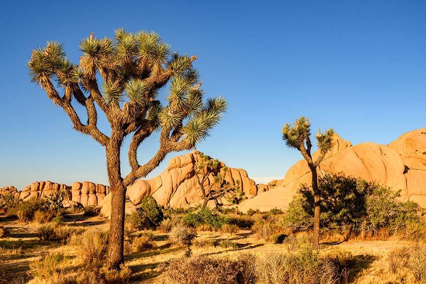 Most popular national parks in the United States - Joshua Tree NP