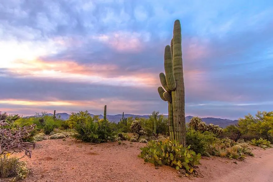 Saguaro National Park in April