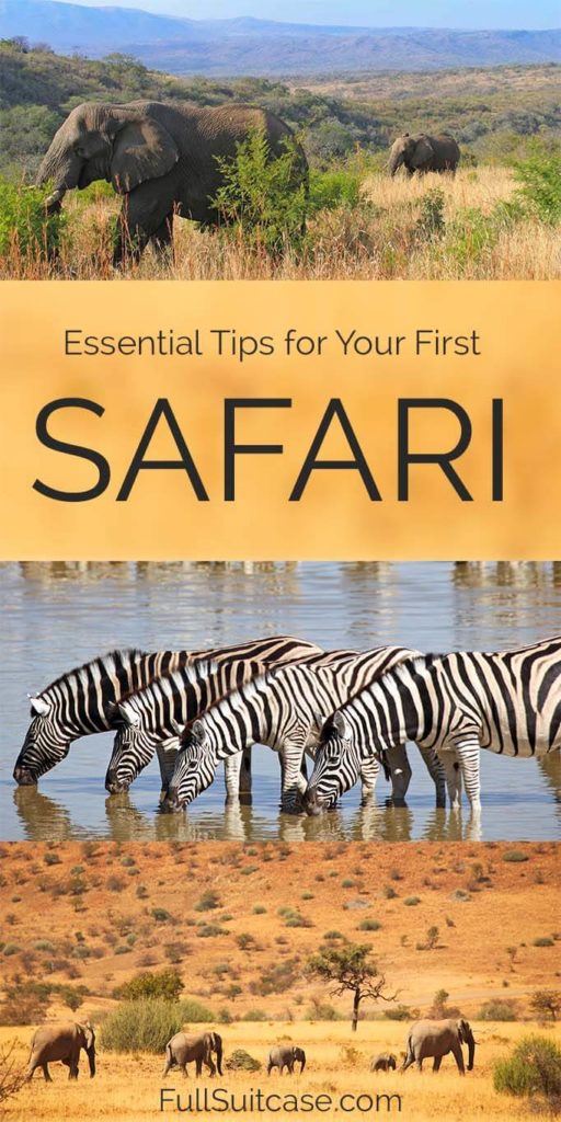 African Safari Tips & Things To Know Before Going On Safari In Africa