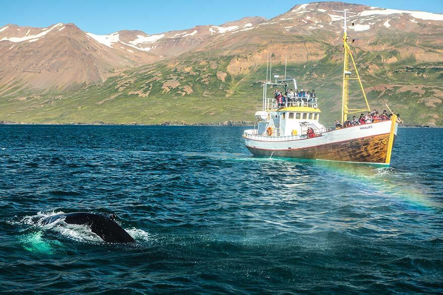 Whale watching tour in Iceland