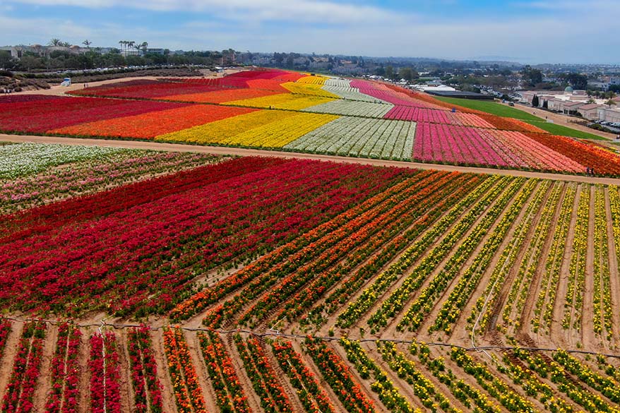 Carlsbad flower fields - San Diego in spring