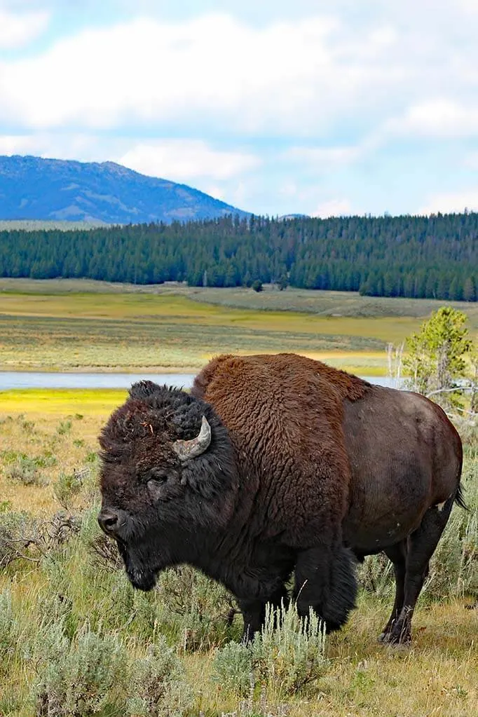 Hayden Valley bison in Yellowstone