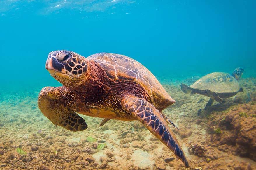 Sea turtles in Maui Hawaii