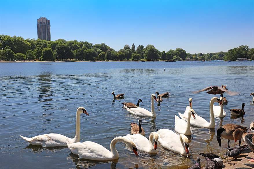 Swans at Hyde Park in London