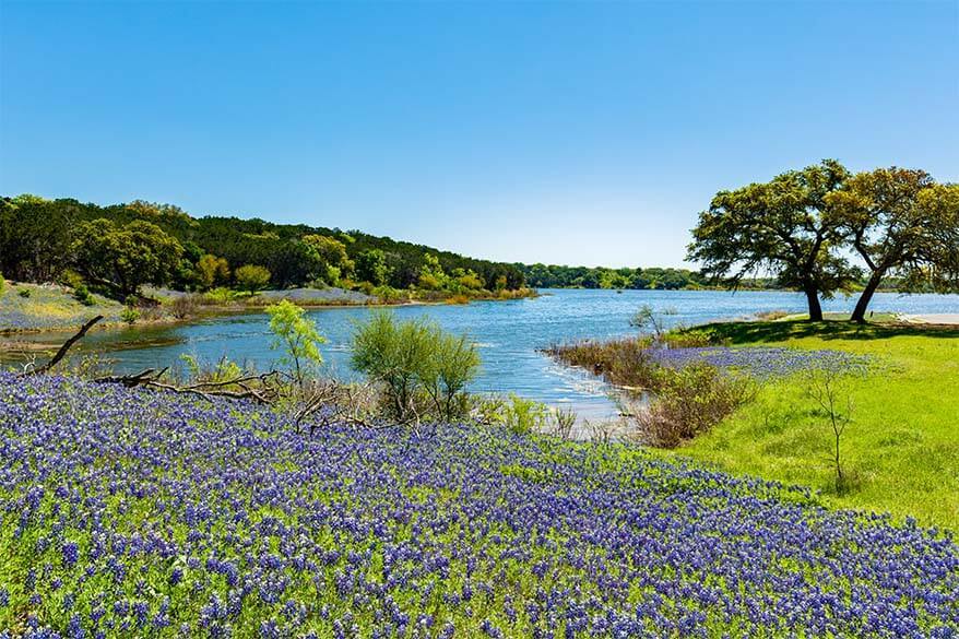 Texas bluebonnets in spring
