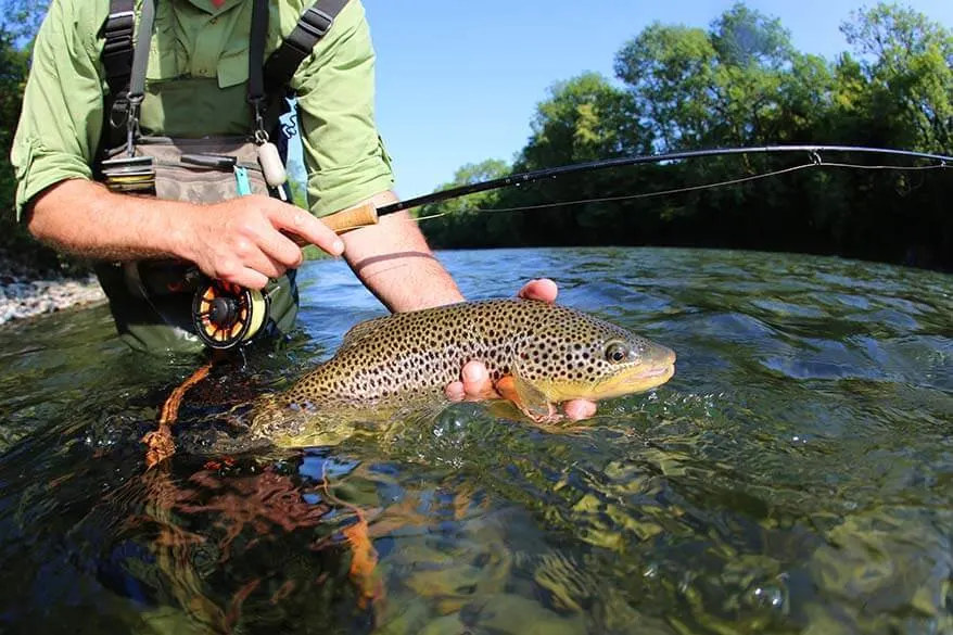 Fly fishing brown trout