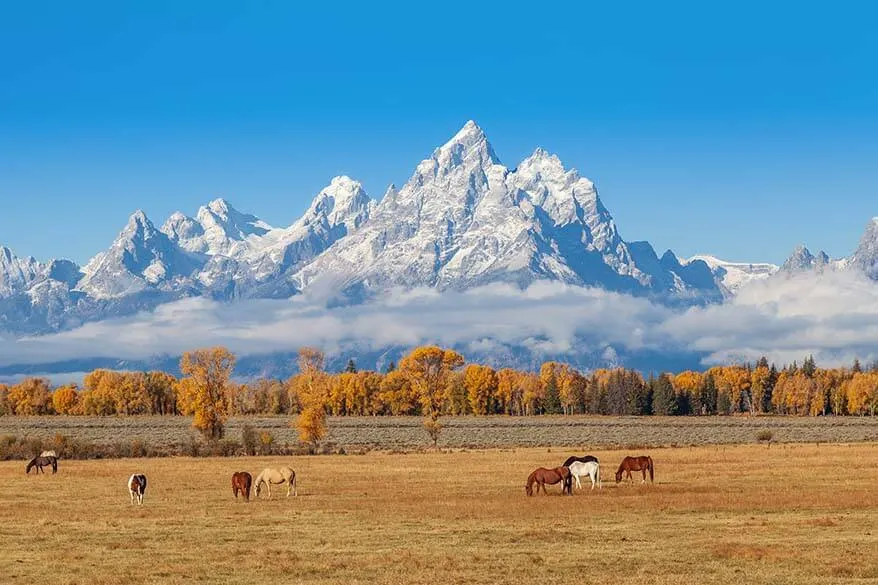 Horses at a ranch near Jackson Hole Wyoming