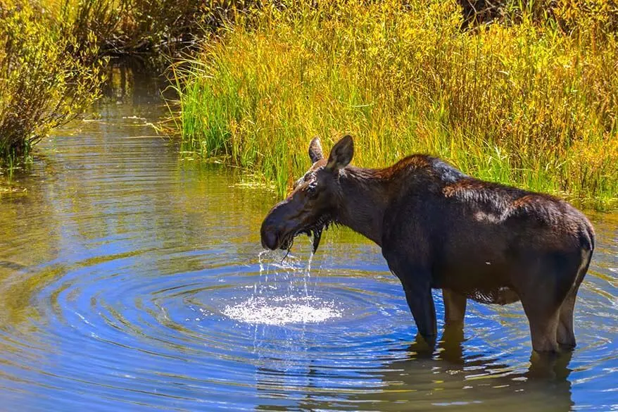 Moose near Aspen Colorado