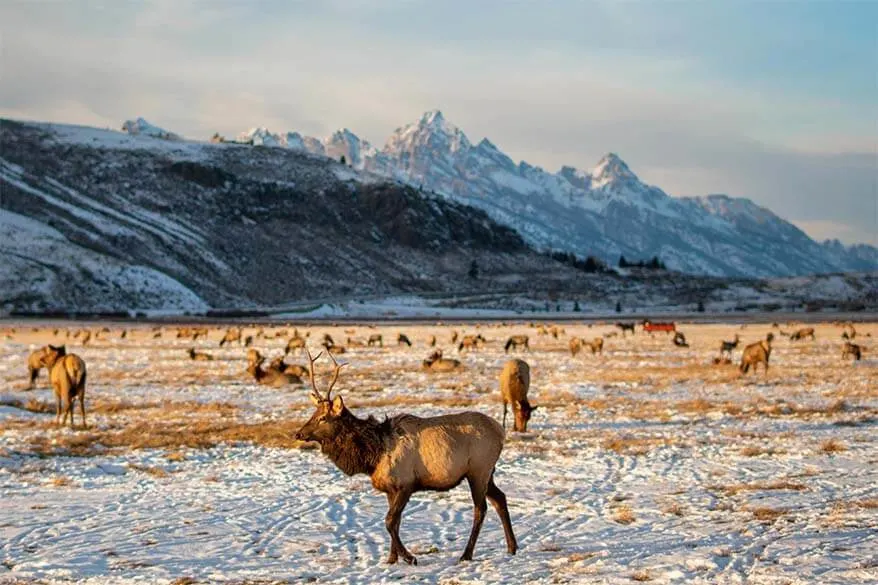National Elk Refuge is one of the best places to visit in Jackson Hole