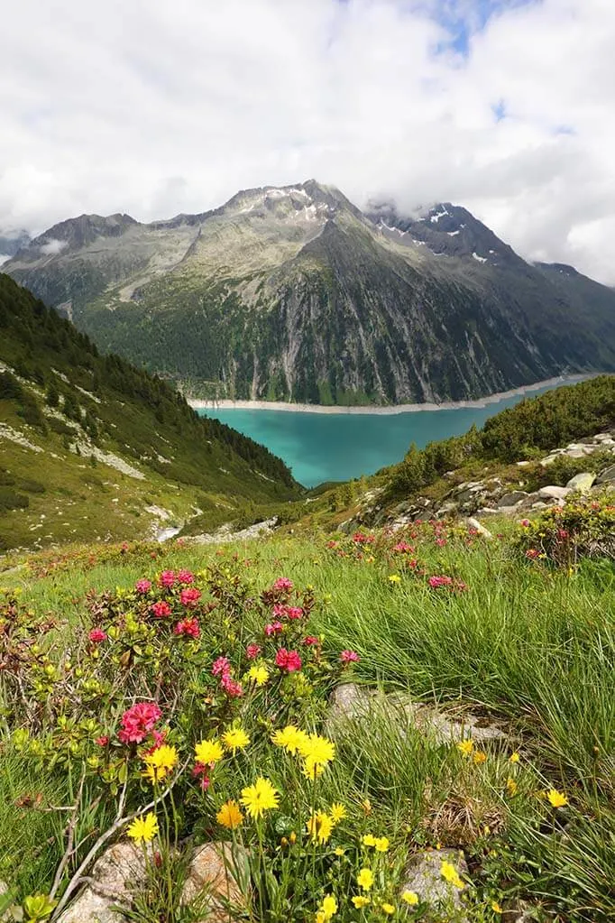 Schlegeis lake and summer flowers in the Austrian Alps.