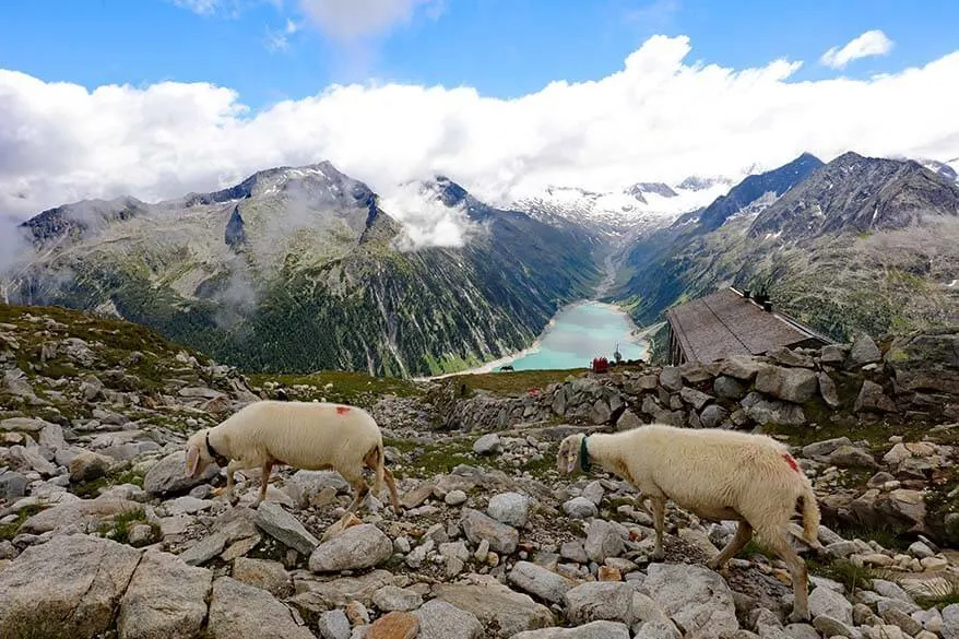 Sheep at Olpererhutte overlooking Schlegeis lake in the distance.