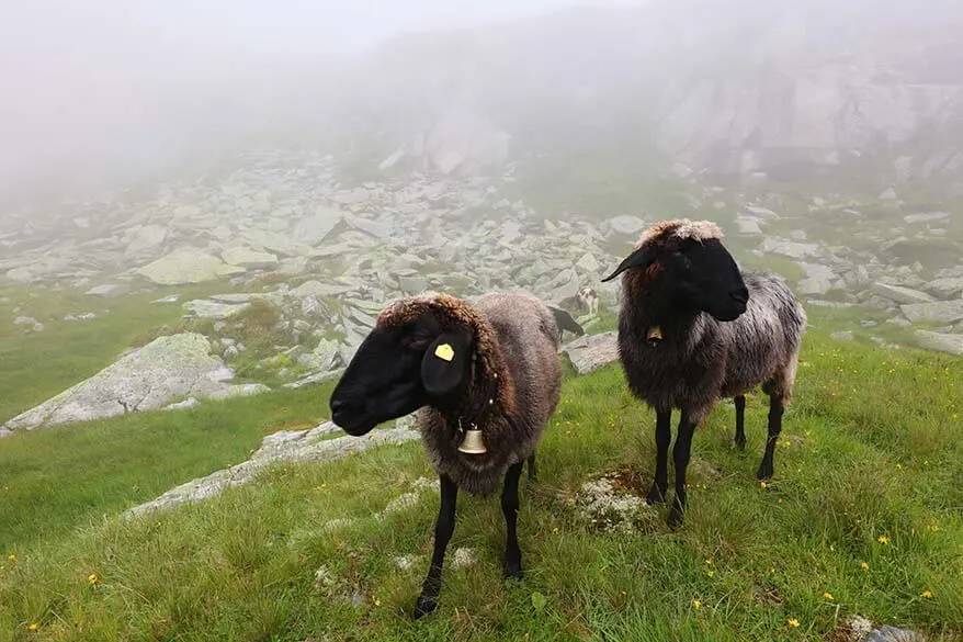 Sheep in the mist along the Olperer hut hike.