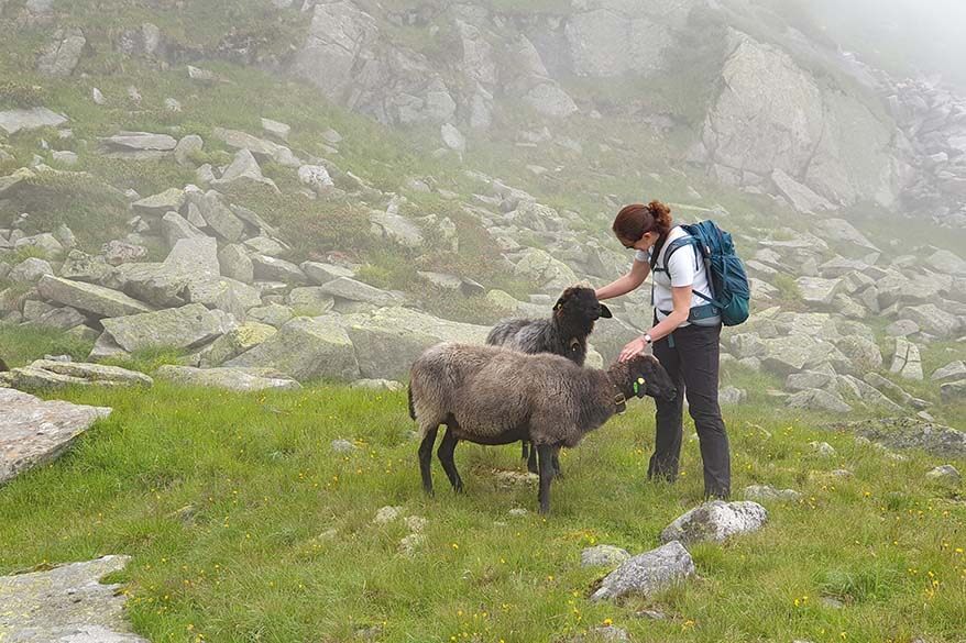 Sheep we met on the Olperer hut hike