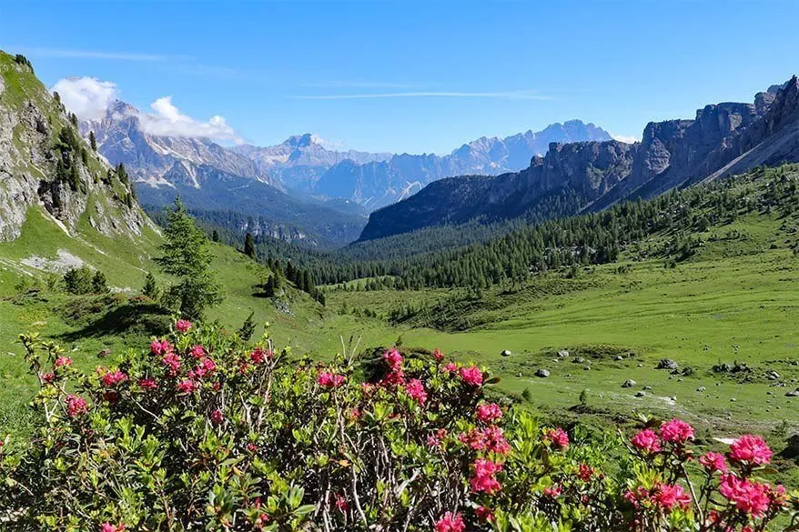 Alpine scenery and summer flowers on the hike from Passo Giau to Forcella Giau