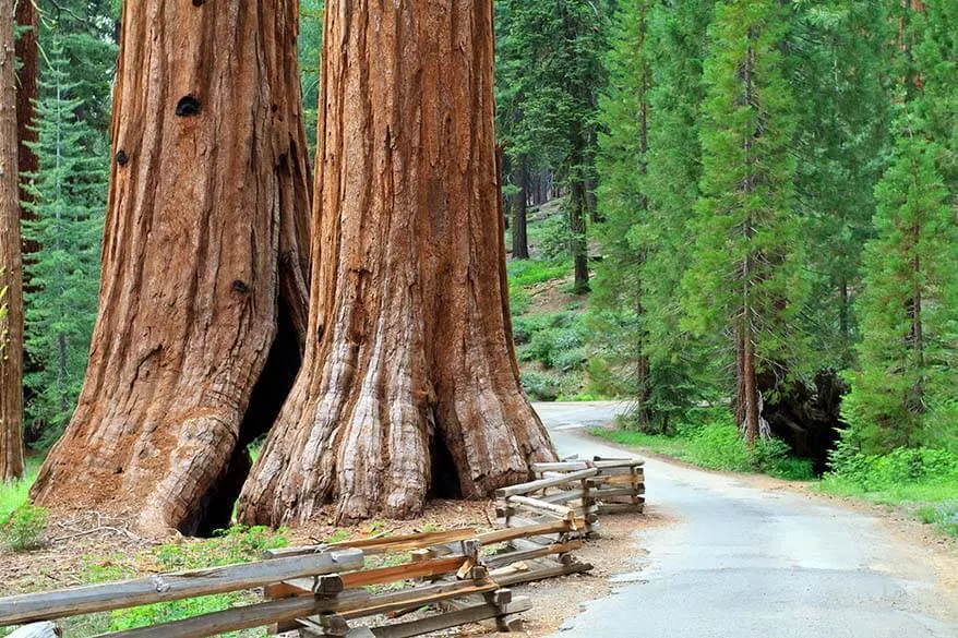 Giant sequoias in Mariposa Grove Yosemite