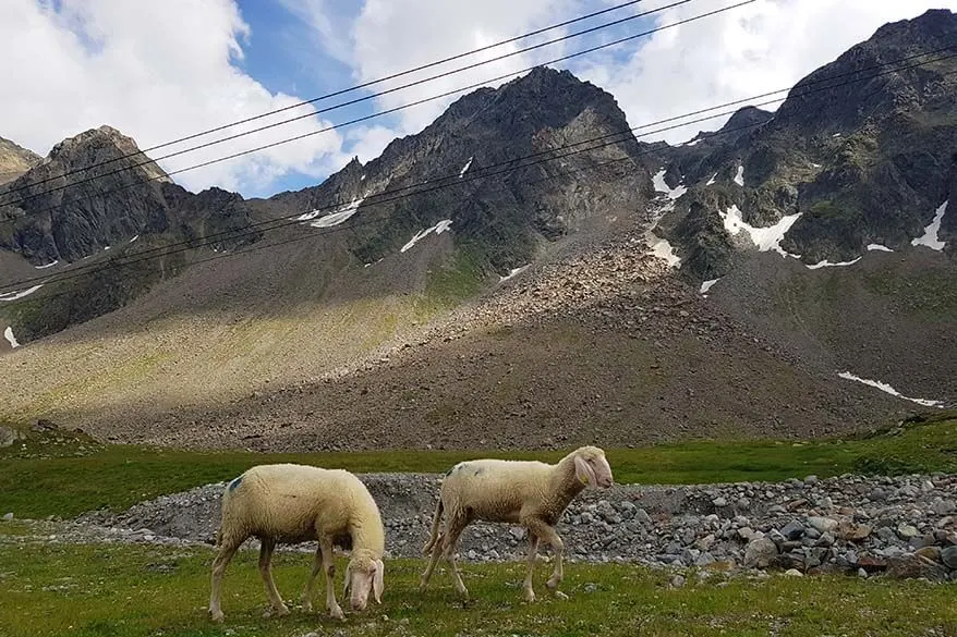 Sheep at Fernau mountain station at Stubai Glacier