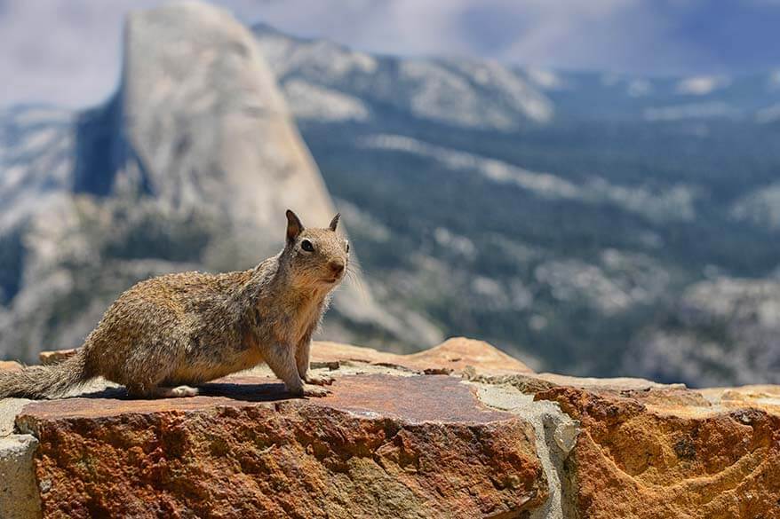 Squirrel in Yosemite National Park