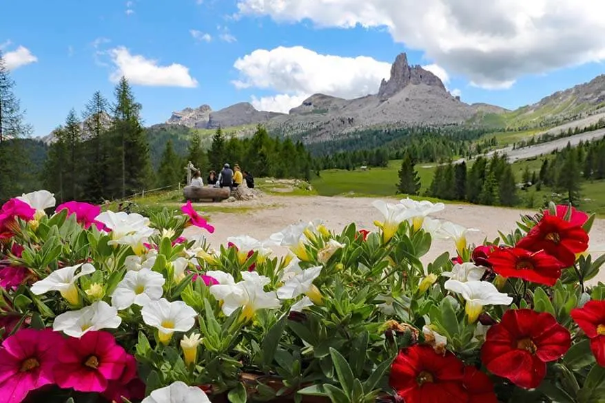 Summer flowers and mountain view as seen from Rifugio Croda da Lago in Italian Dolomites