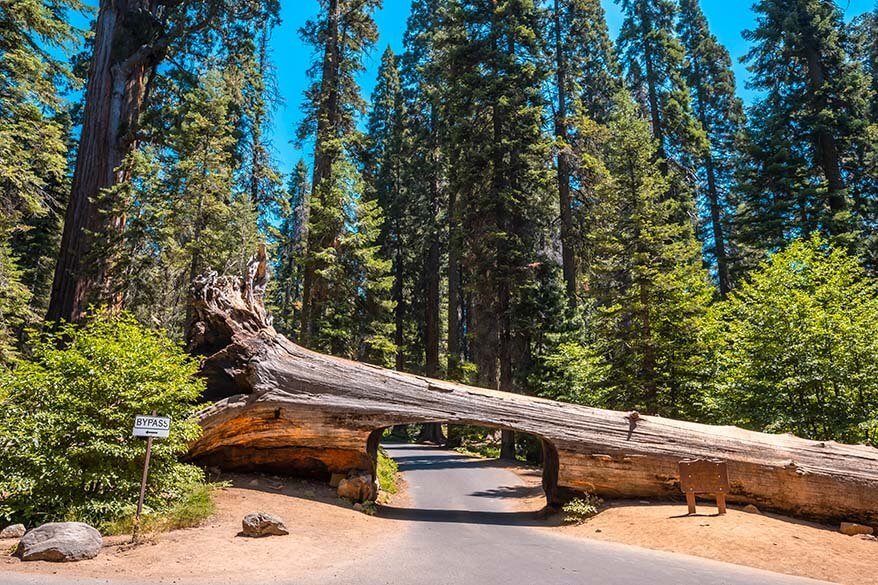 Tunnel Log in Sequoia National Park