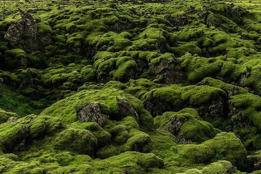Eldhraun Lava Field in South Iceland
