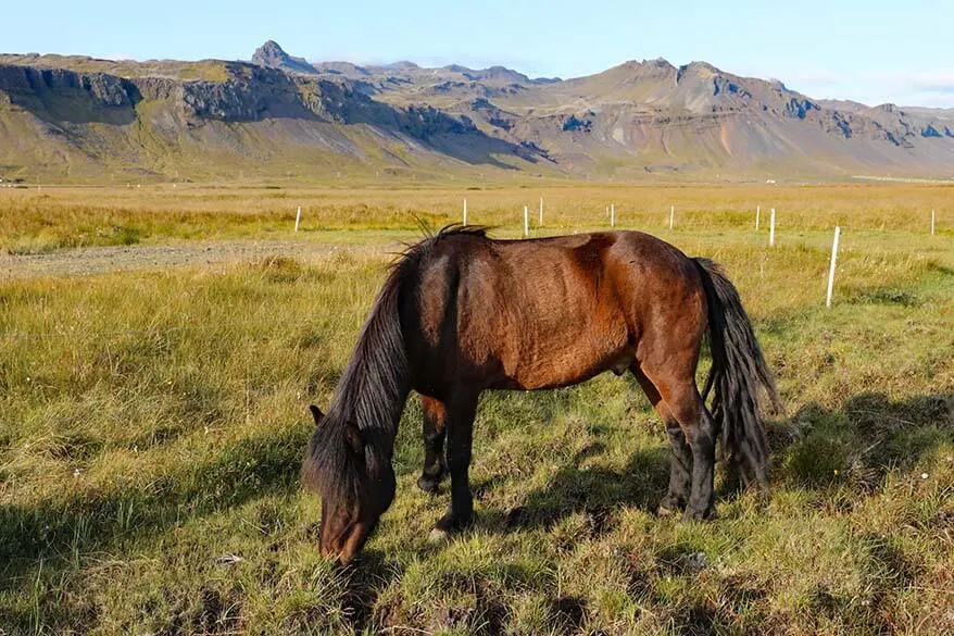 Icelandic horse on Snaefellsnes