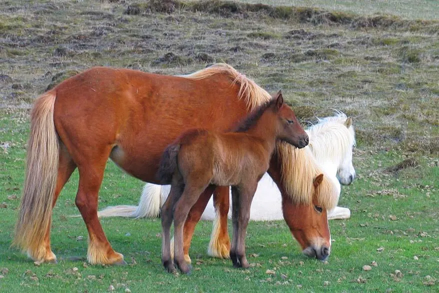 Icelandic horses on the south coast