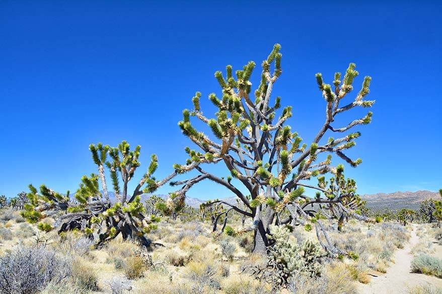 Mojave National Preserve near Las Vegas
