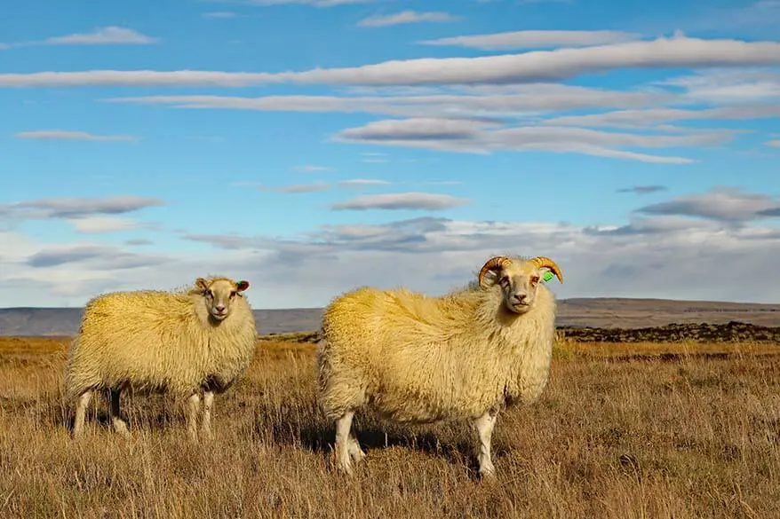 Sheep in Iceland