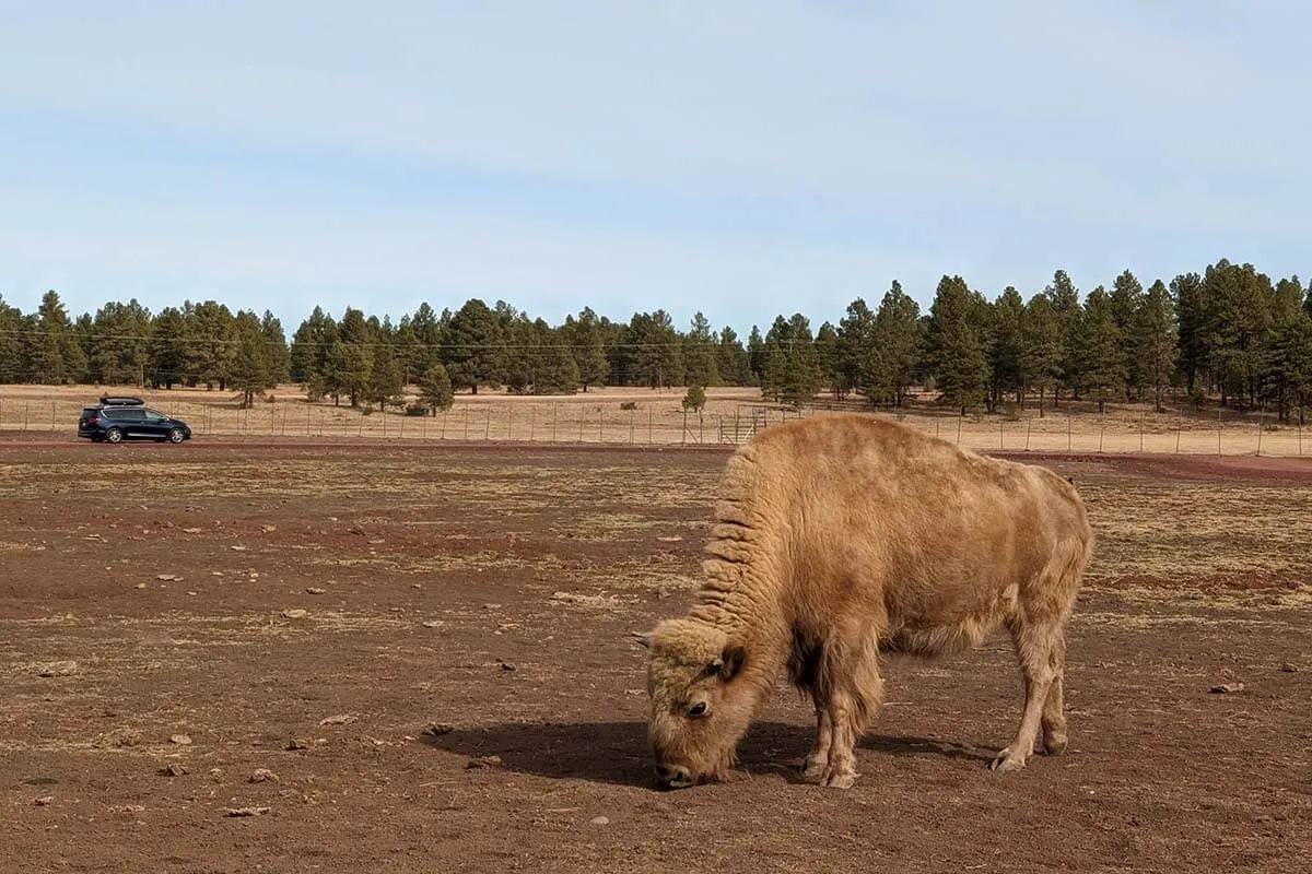 Bearizona Wildlife Park in Williams Arizona