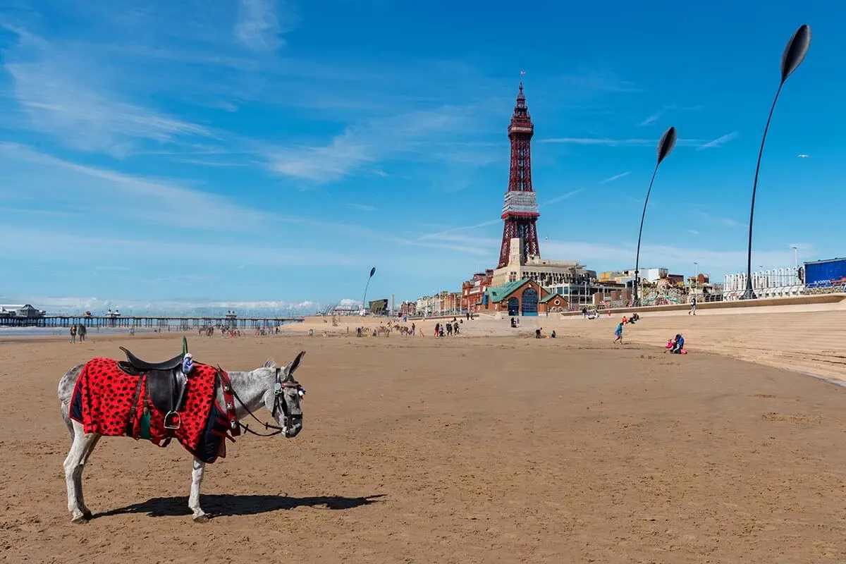 Iconic Blackpool donkeys on the beach near Blackpool Tower