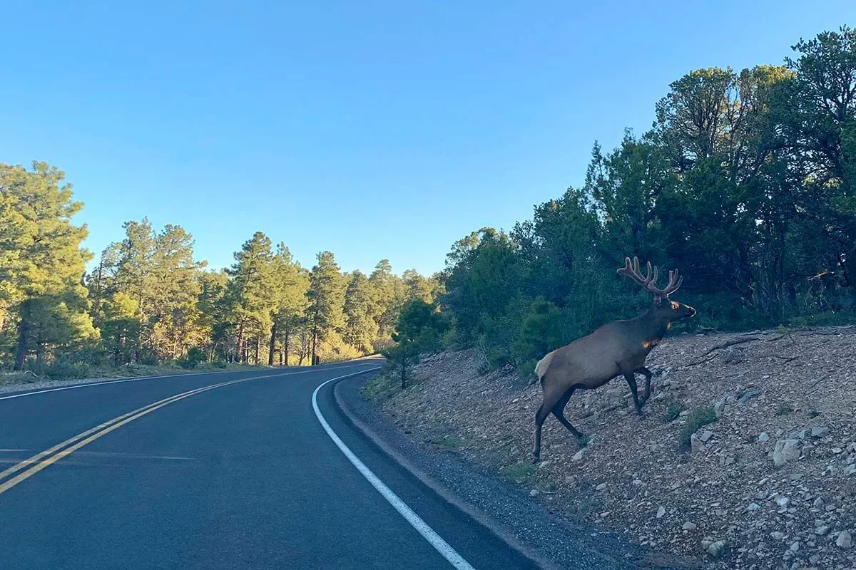 Elk crossing the road at the Grand Canyon