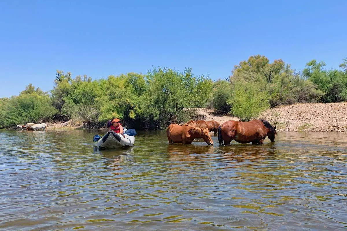 Kayaking and Wild Horses of Salt River in Arizona