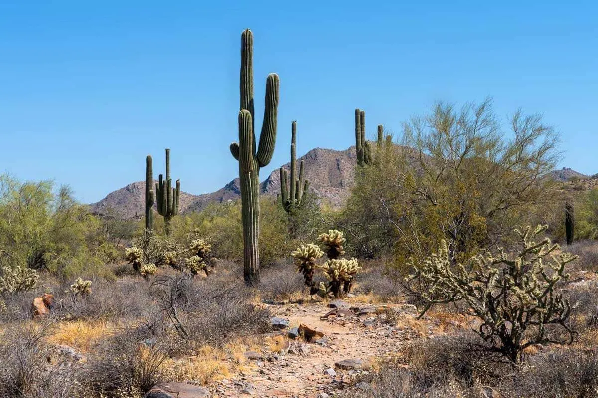 McDowell Sonoran Preserve in Scottsdale Arizona