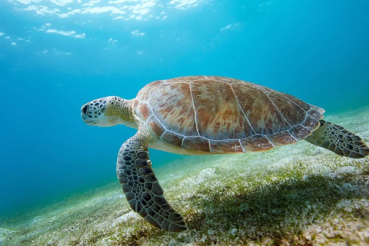 Sea turtle at Maho Bay in Saint John Virgin Islands