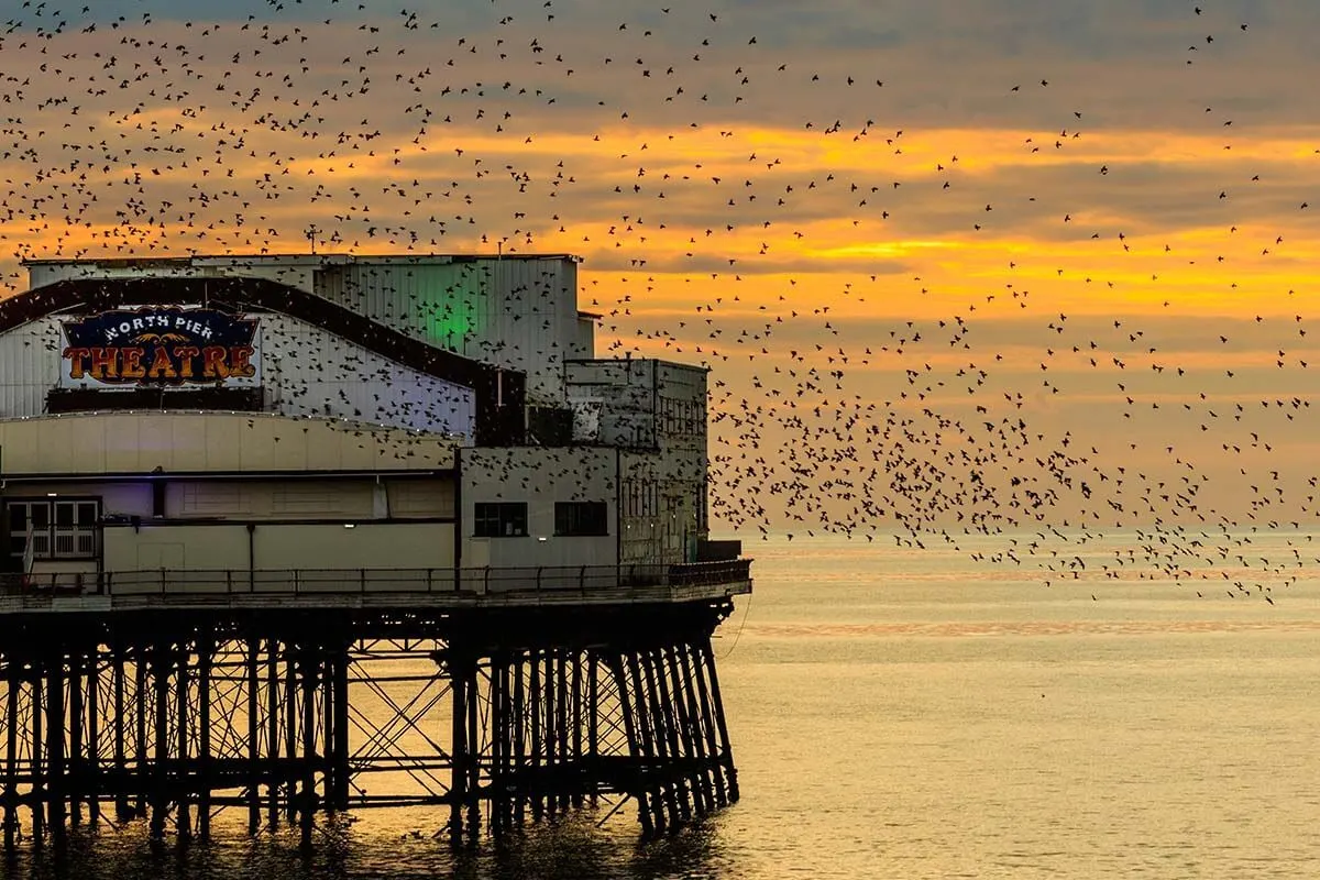Starlings at the North Pier in Blackpool UK