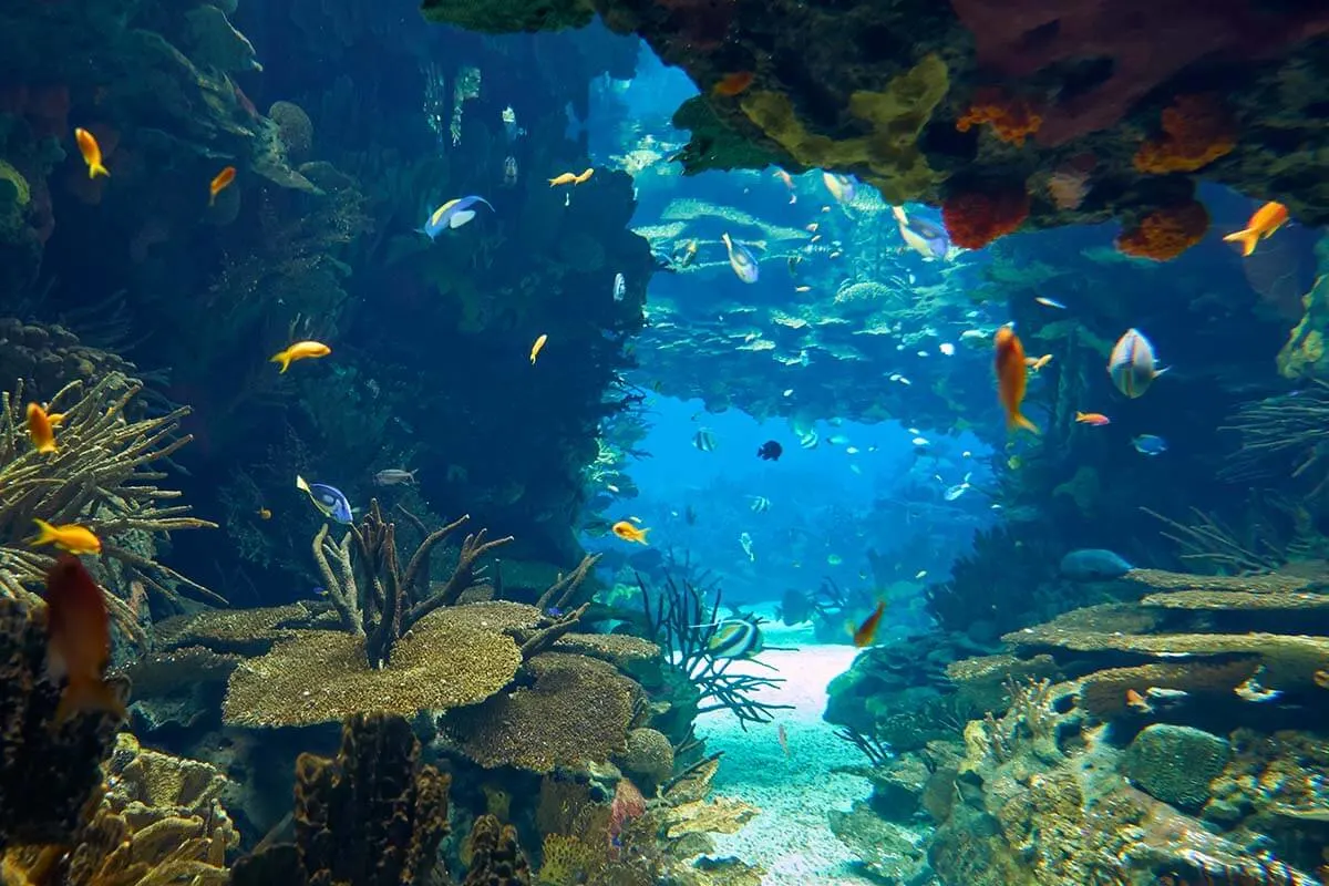 Aquarium at Lisbon Oceanarium
