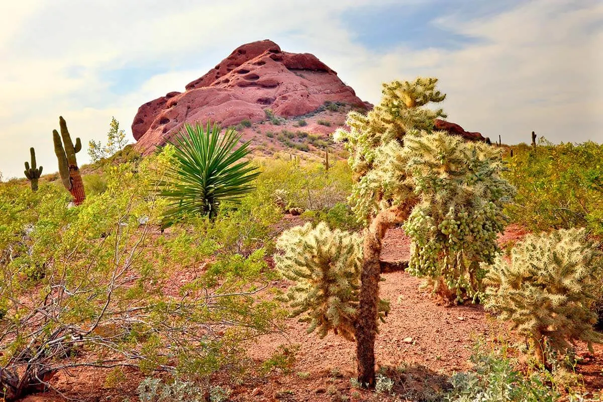 Desert Botanical Garden in Phoenix AZ