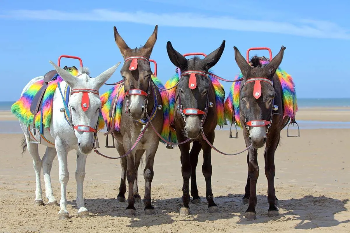 Donkeys on Blackpool beach