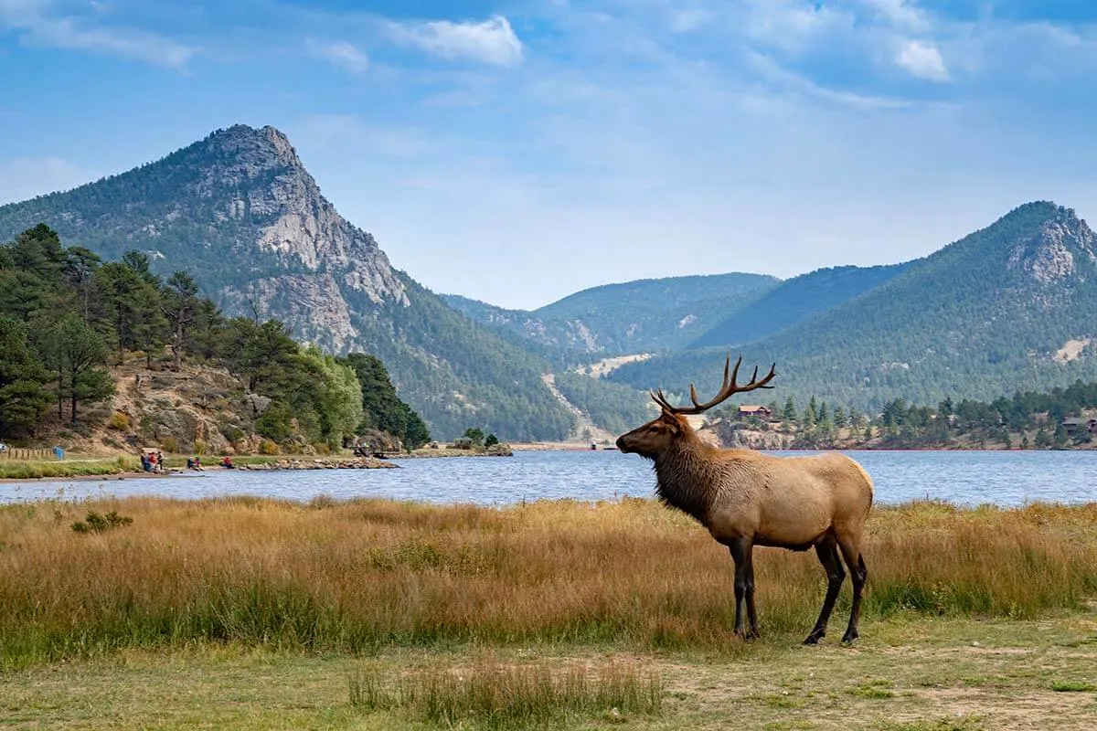 Elk at Lake Estes in Colorado