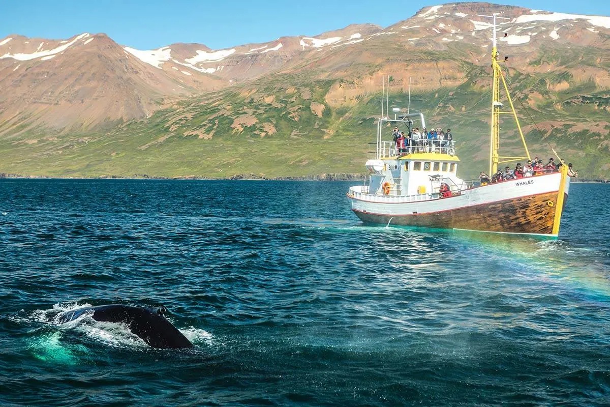 Husavik whales Iceland