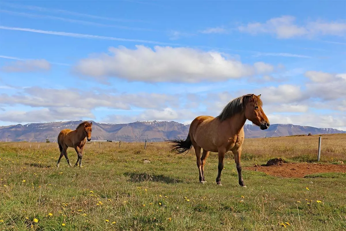 Icelandic horses on Trollaskagi Peninsula in Iceland