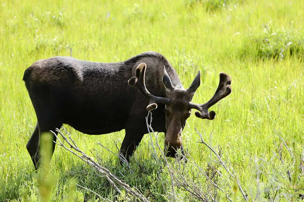 Moose in Rocky Mountain National Park Colorado