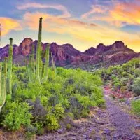 Cacti in the Sonoran Desert near Phoenix Arizona