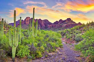Cacti in the Sonoran Desert near Phoenix Arizona