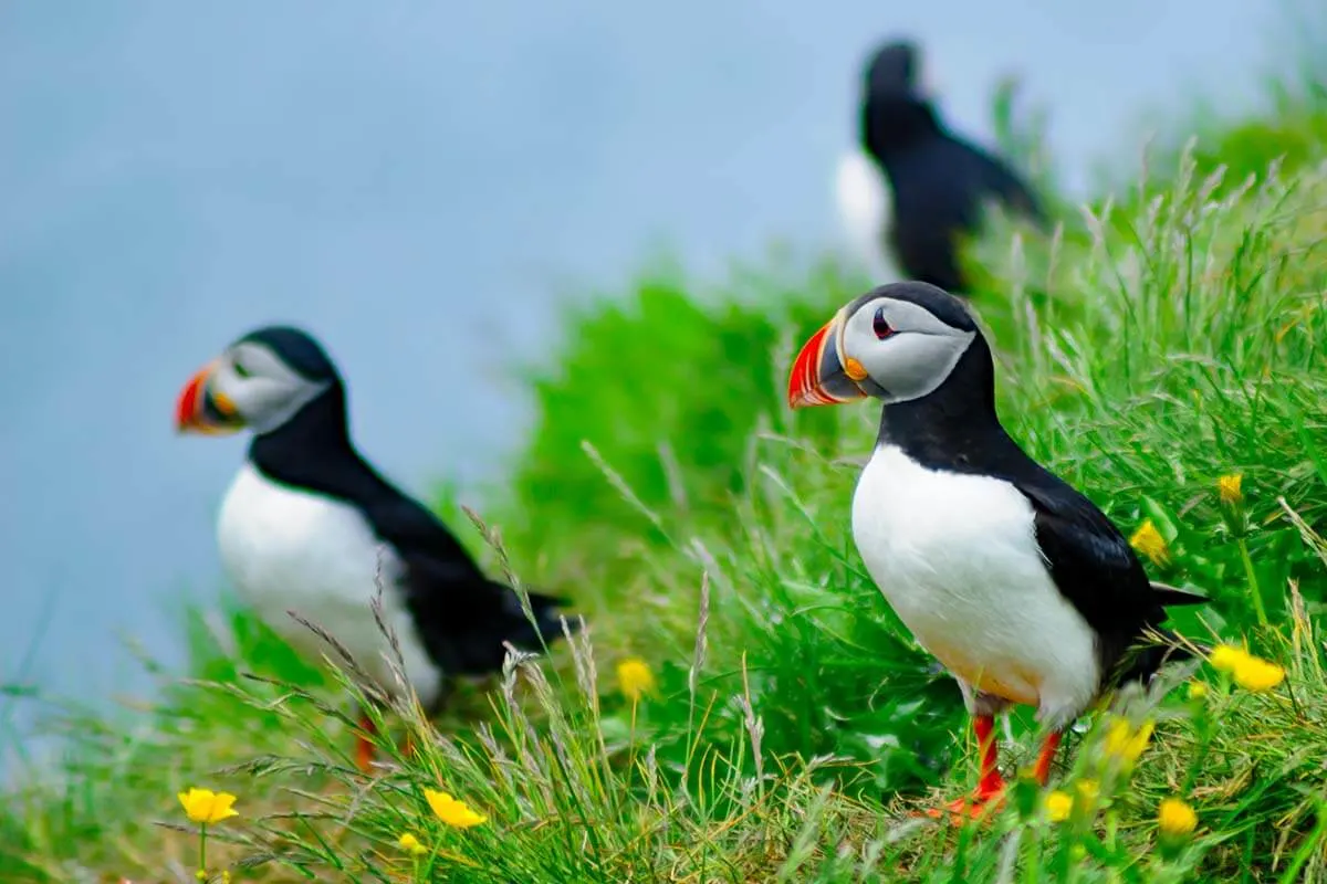 Puffins at Borgarfjardarhofn in the eastfjords of Iceland