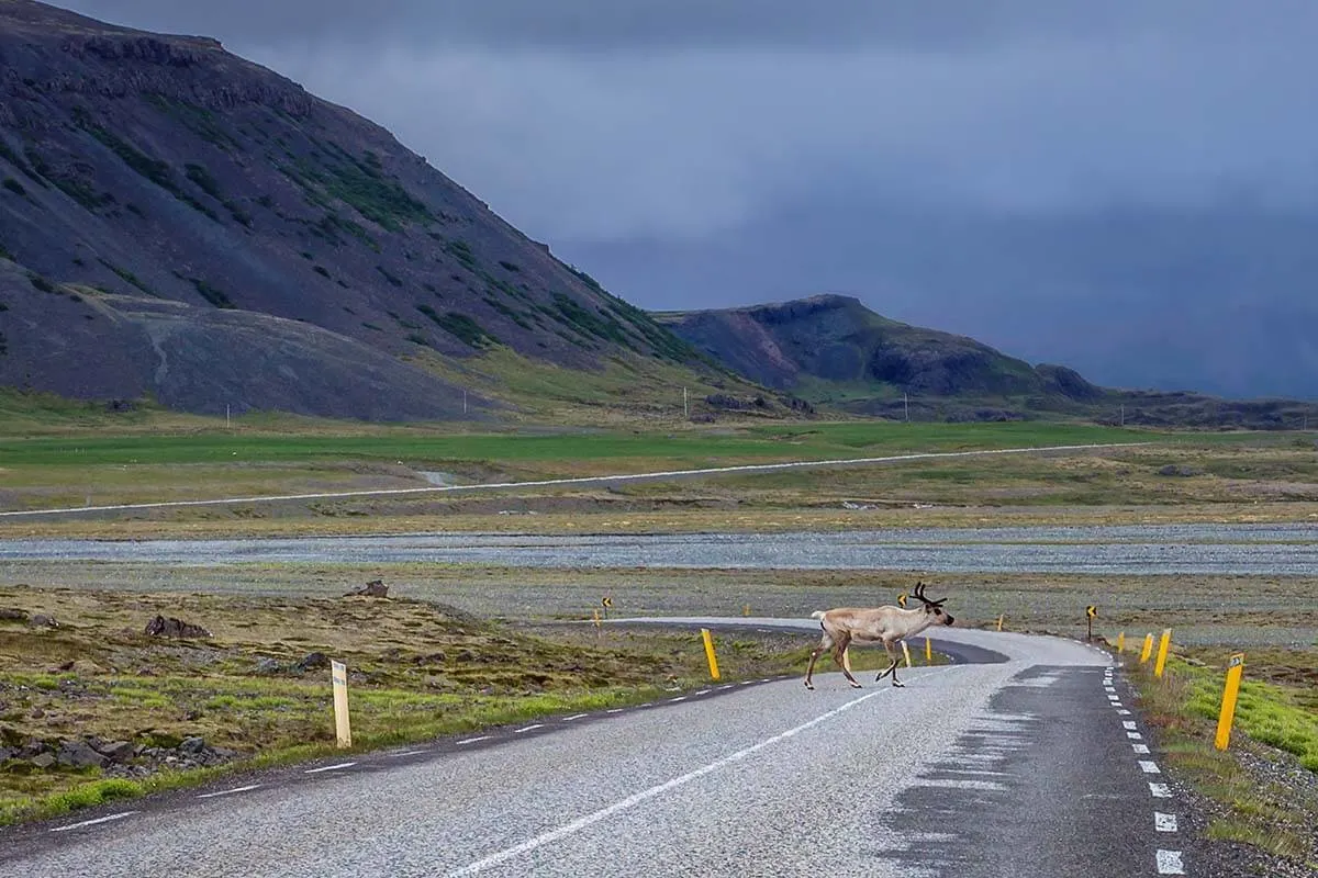 Reindeer crossing the road in eastern Iceland